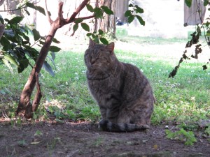 One of the resident cats