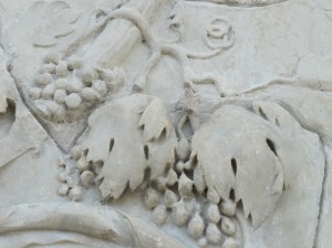 Grape vines with hanging bunches of grapes ...