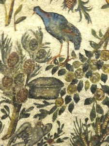 One of the many gorgeous birds in a garden, surrounded by lush plants