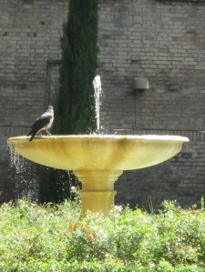 A hawk stopping for a cool drink in the garden of Palazzo Farnesina.
