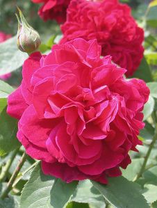 452px-RosaLDBraithwaite